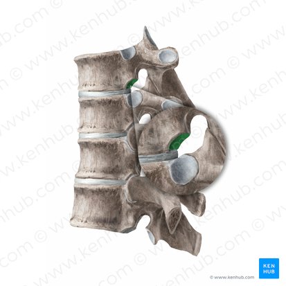 Inferior costal facet of vertebra (Fovea costalis inferior vertebrae); Image: Begoña Rodriguez