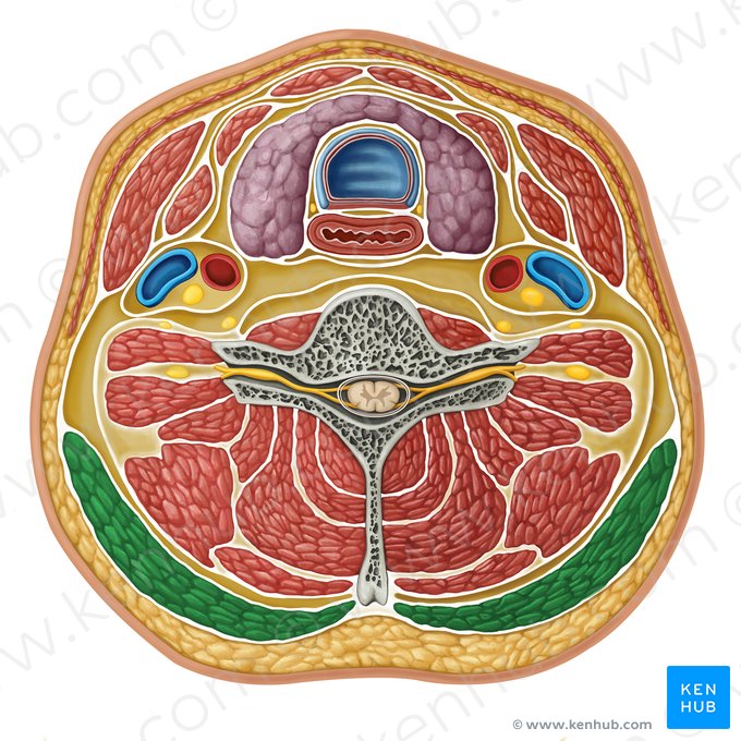 Músculo trapecio (Musculus trapezius); Imagen: Irina Münstermann