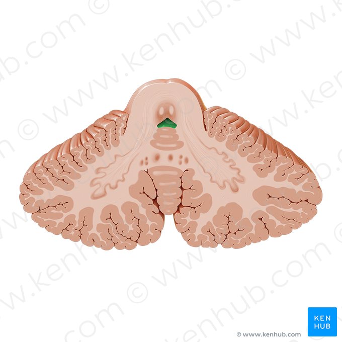Quarto ventrículo (Ventriculus quartus); Imagem: Paul Kim