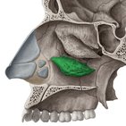 Concha nasalis inferior (Untere Nasenmuschel)
