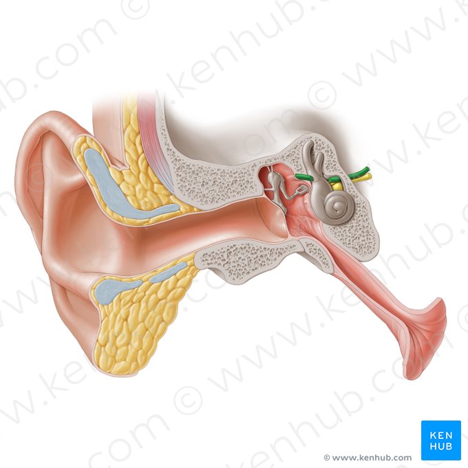 Nervo facial (Nervus facialis); Imagem: Paul Kim