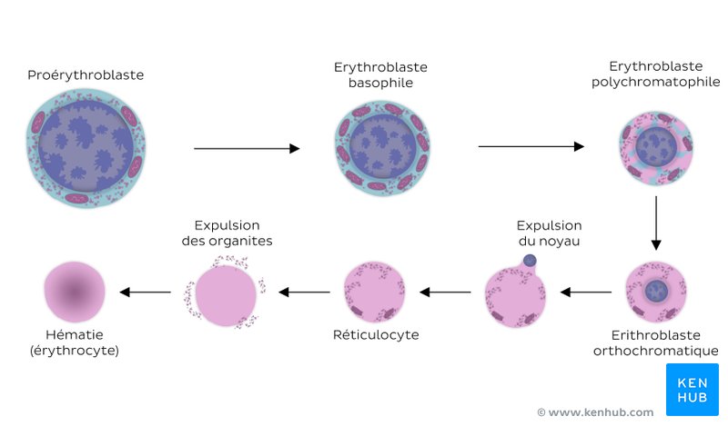 Différenciation des hématies (érythrocytes) et étapes de l'érythropoïèse