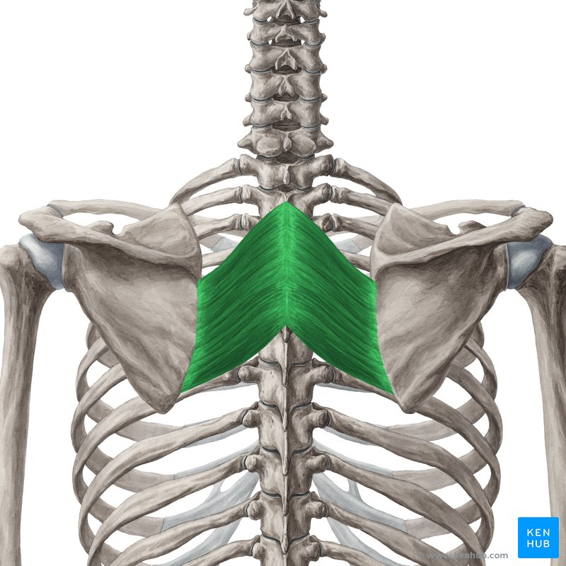 Romboides Origen, inserción, inervación y función Kenhub