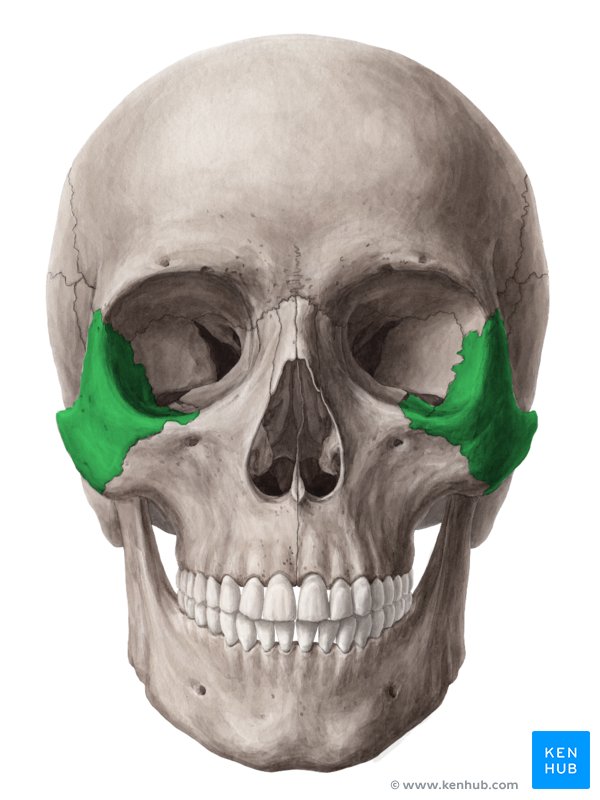 Zygomatic bone Surfaces, processes, functions Kenhub