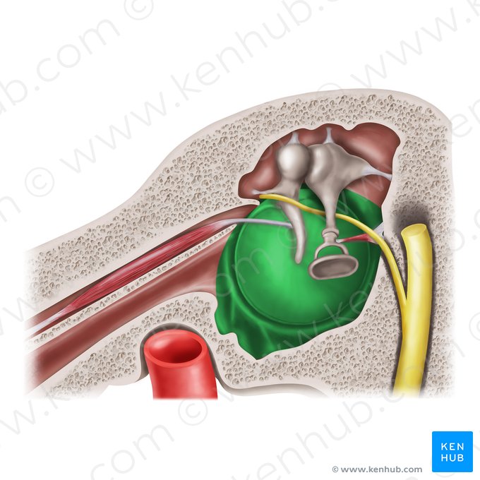 Tympanic cavity proper (Cavitas tympani propria); Image: Mao Miyamoto