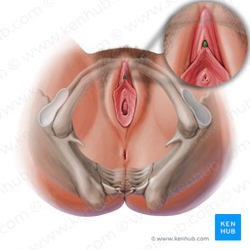Glans of clitoris (Glans clitoridis); Image: Paul Kim