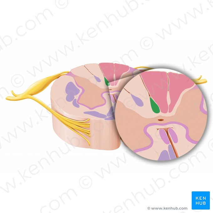 Fascículo septomarginal (Fasciculus septomarginalis); Imagen: Paul Kim