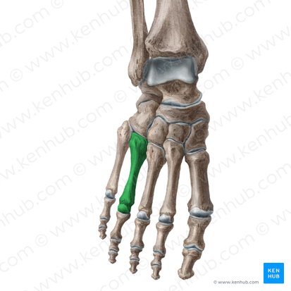 4.º metatarsal (Os 4 metatarsi); Imagem: Liene Znotina