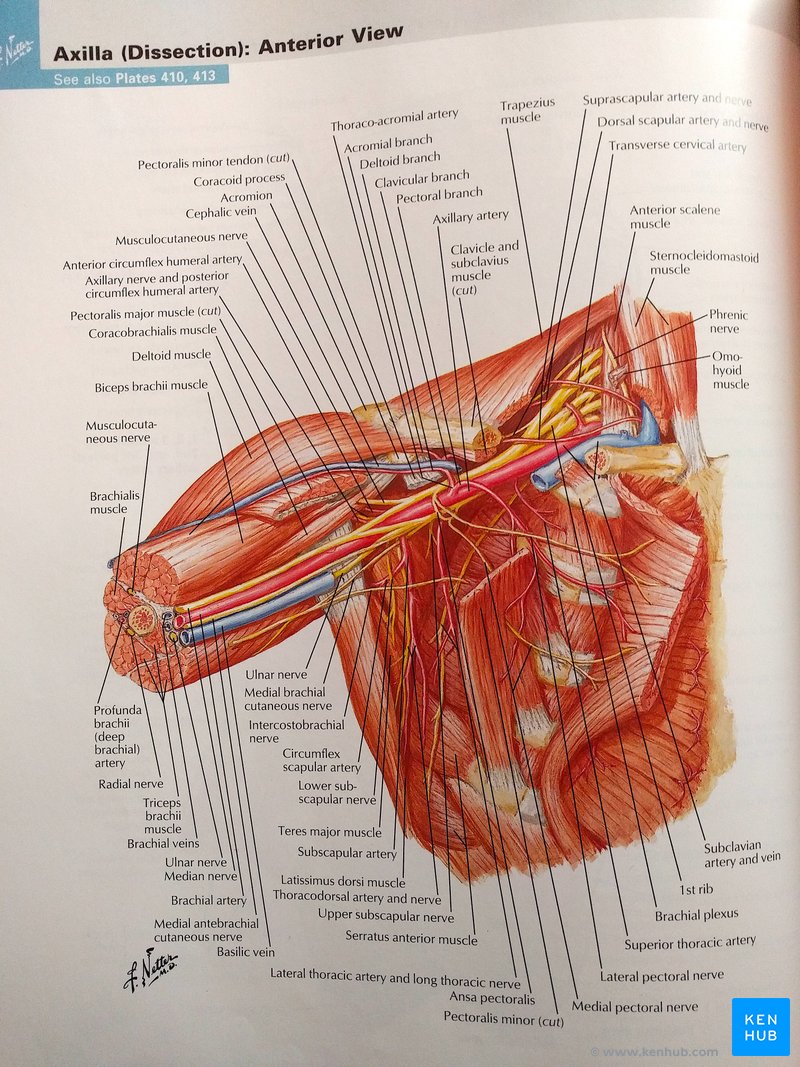Atlas d'anatomie humaine de Netter : Axilla (en anglais)