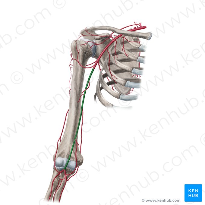 Artéria braquial (Arteria brachialis); Imagem: Yousun Koh