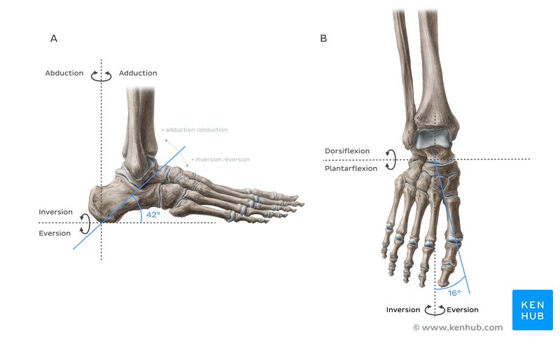 The rotation axis of the subtalar joint is (A) inclined 42° superiorly from the transverse plane and (B) inclined 16° from the sagittal plane
