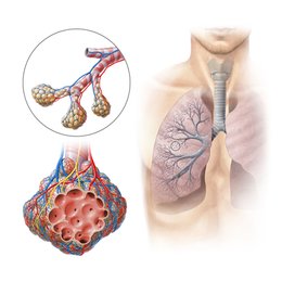 Bronchiolen und Alveolen