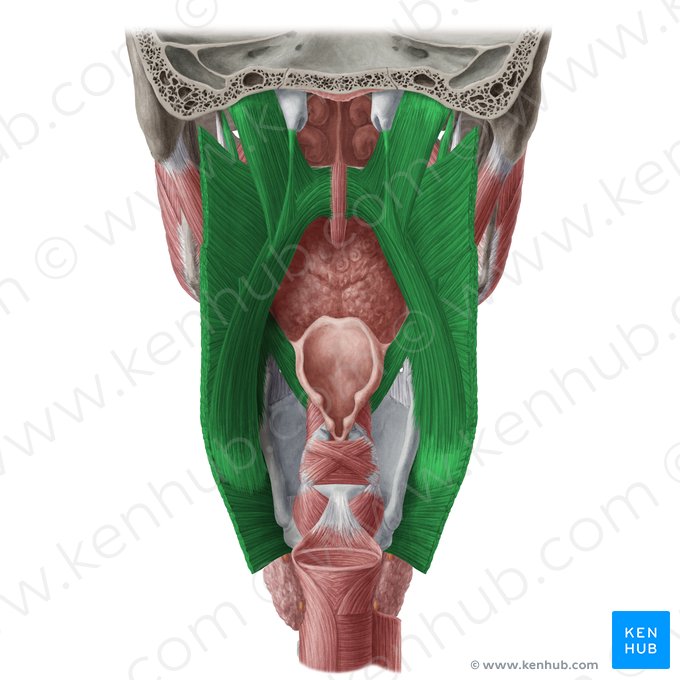Músculos de la faringe (Musculi pharyngis); Imagen: Yousun Koh