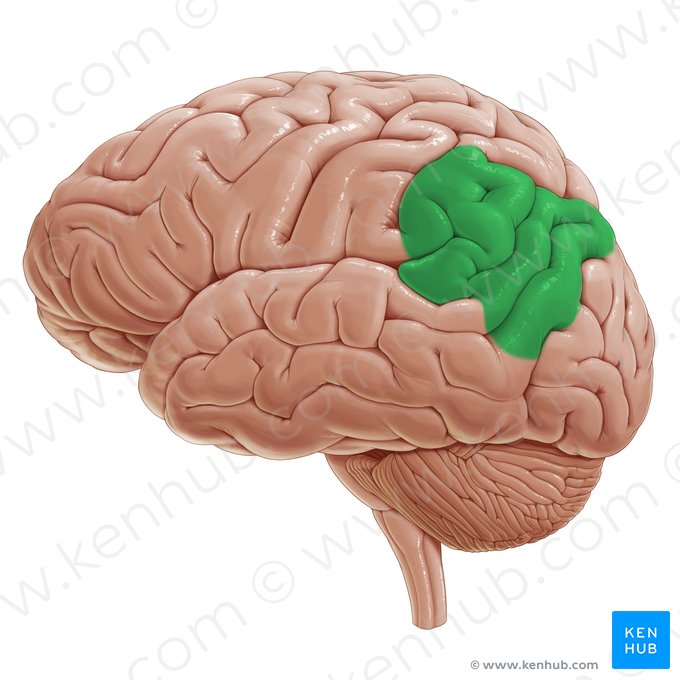 Inferior parietal lobule (Lobulus parietalis inferior); Image: Paul Kim