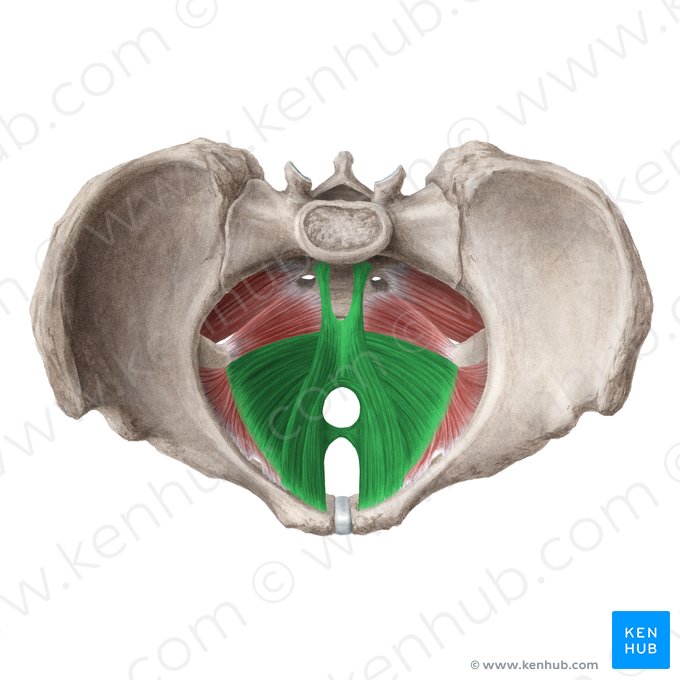 Levator ani muscle (Musculus levator ani); Image: Liene Znotina