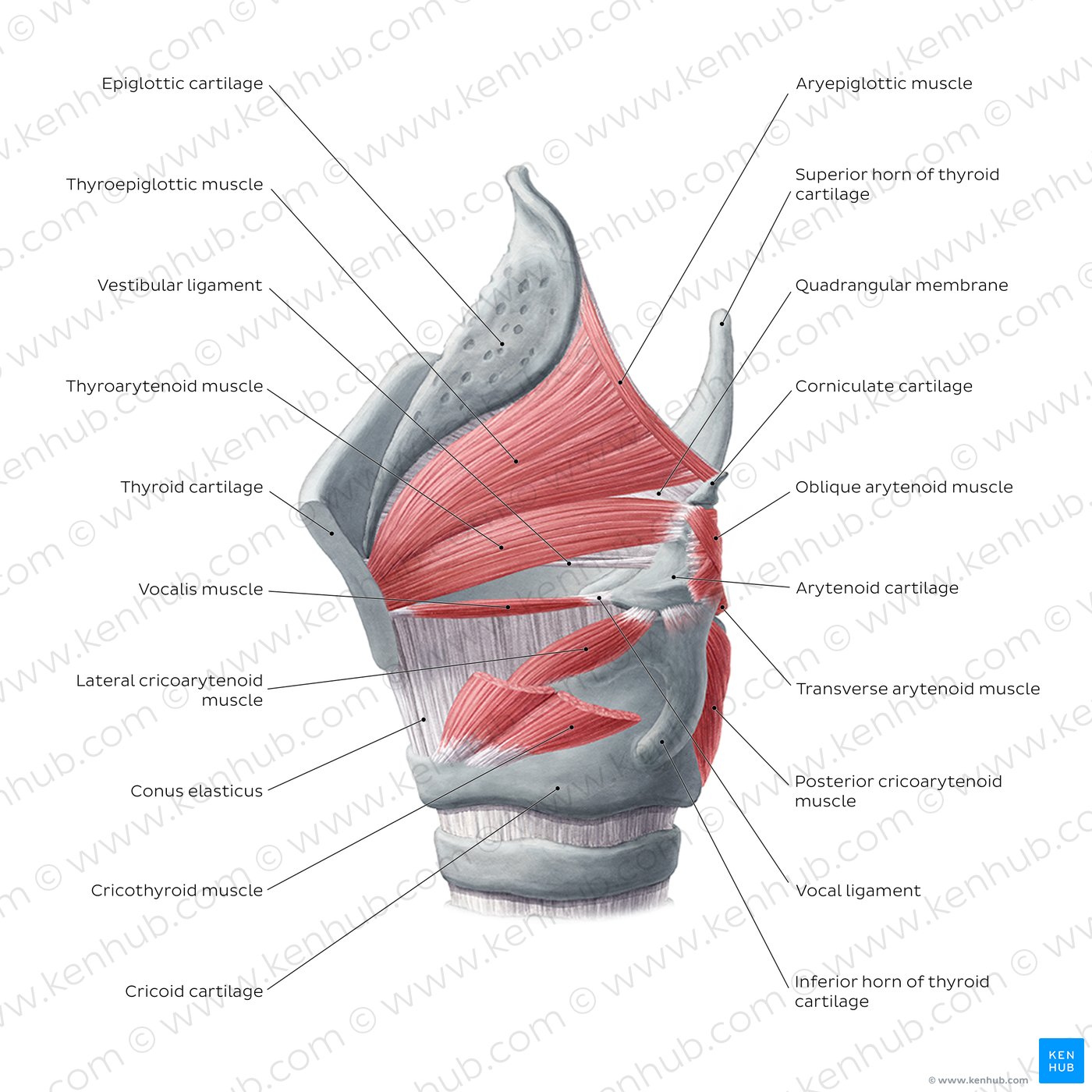 Muscles Of The Larynx Anatomy Function Diagram Kenhub