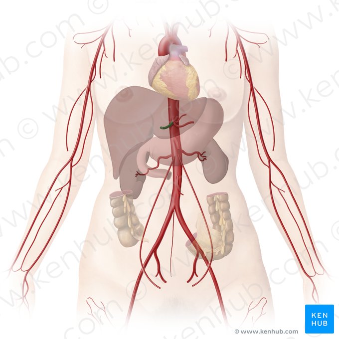 Artéria hepática comum (Arteria hepatica communis); Imagem: Begoña Rodriguez