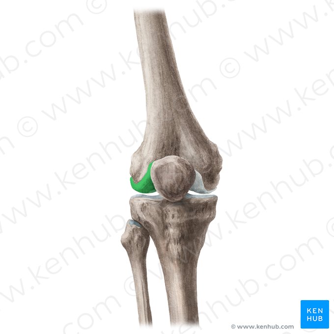 Condylus lateralis ossis femoris (Äußerer Gelenkknorren des Oberschenkelknochens); Bild: Liene Znotina