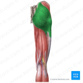 Musculus gluteus maximus (Großer Gesäßmuskel); Bild: Liene Znotina