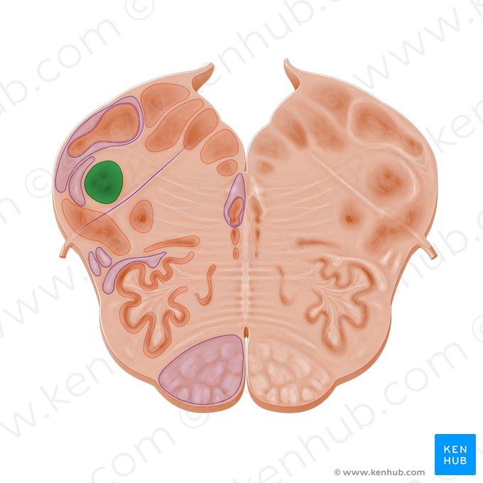Núcleo espinal del nervio trigémino (Nucleus spinalis nervi trigemini); Imagen: Paul Kim