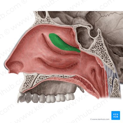 Meato nasal superior (Meatus nasalis superior); Imagen: Yousun Koh