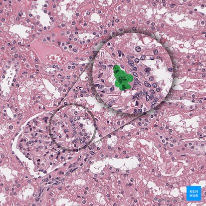 Células mesangiales extraglomerulares (Mesangiocytus extraglomerularis); Imagen: 