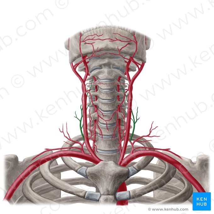 Arteria cervicalis ascendens (Aufsteigende Halsarterie); Bild: Yousun Koh