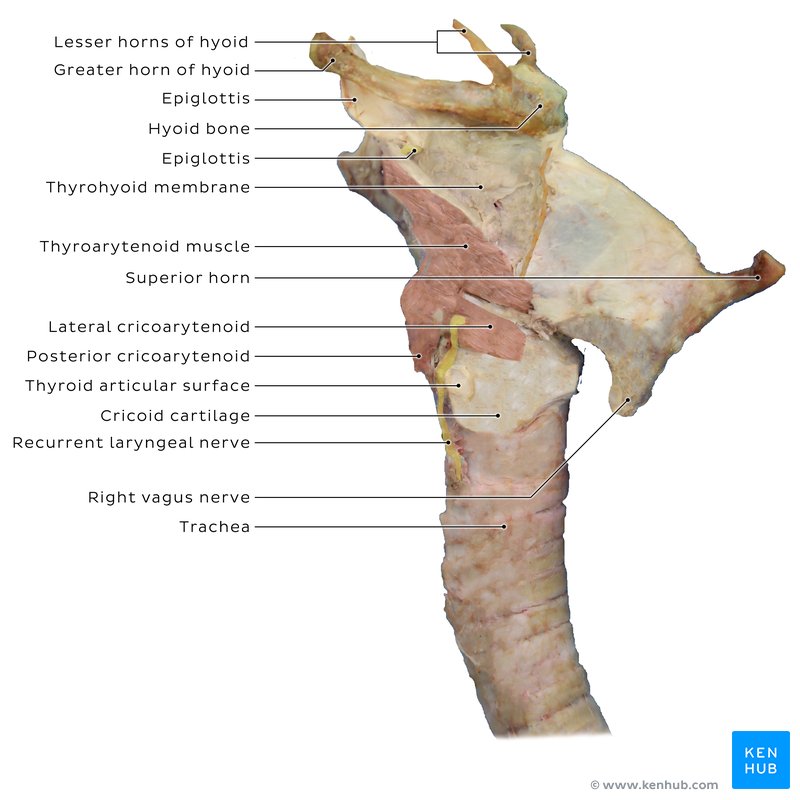 Lateral view of larynx - cadaveric image