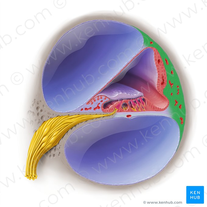 Ligamento espiral do ducto coclear (Ligamentum spirale ductus cochlearis); Imagem: Paul Kim