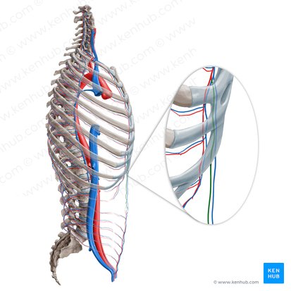 Superior epigastric artery (Arteria epigastrica superior); Image: Paul Kim