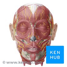 Mental nerve: Course and distribution | Kenhub