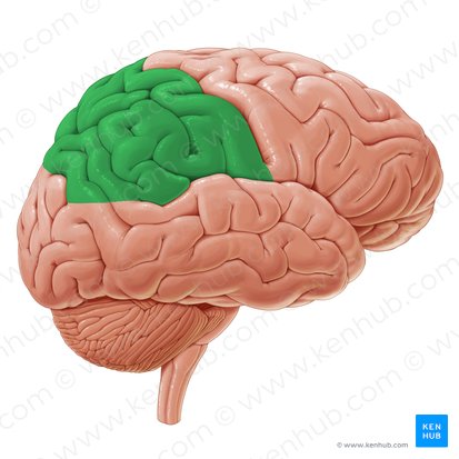 Parietal lobe (Lobus parietalis); Image: Paul Kim