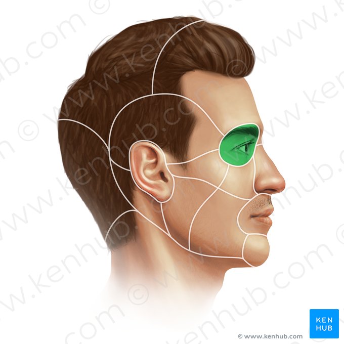 Região orbital (Regio orbitalis); Imagem: Paul Kim