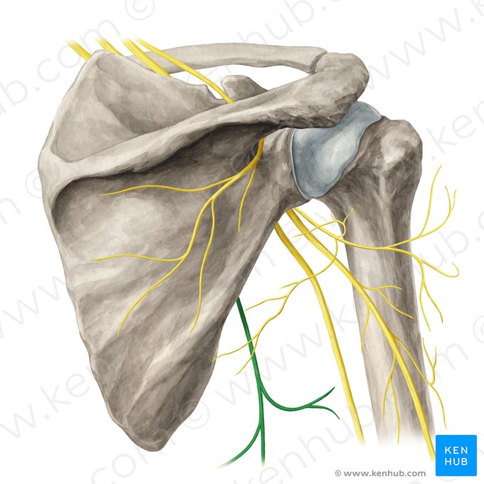 Thoracodorsal nerve (Nervus thoracodorsalis); Image: Yousun Koh