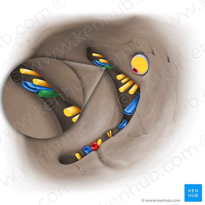 Trochlear nerve (Nervus trochlearis); Image: Paul Kim