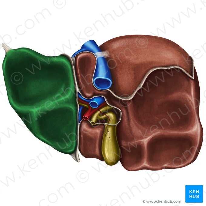 Lóbulo izquierdo del hígado (Lobus sinister hepatis); Imagen: Irina Münstermann