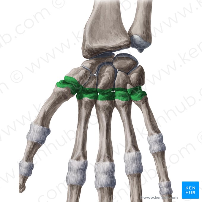 Articulationes carpometacarpeae (Handwurzel-Mittelhand-Gelenke); Bild: Yousun Koh