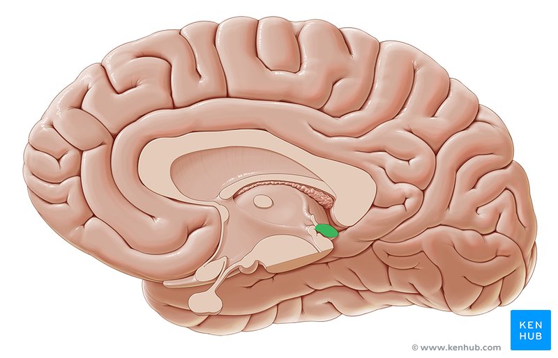 Pineal gland - medial view