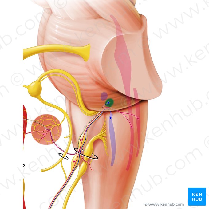 Inferior salivatory nucleus (Nucleus salivatorius inferior); Image: Paul Kim