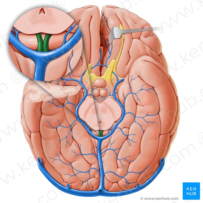 Veias cerebrais internas (Venae internae cerebri); Imagem: Paul Kim