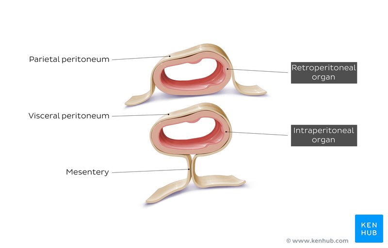 Retroperitoneal versus intraperitoneal organ