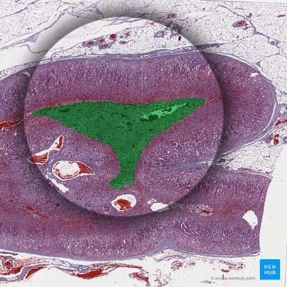 Adrenal medulla; Image: 