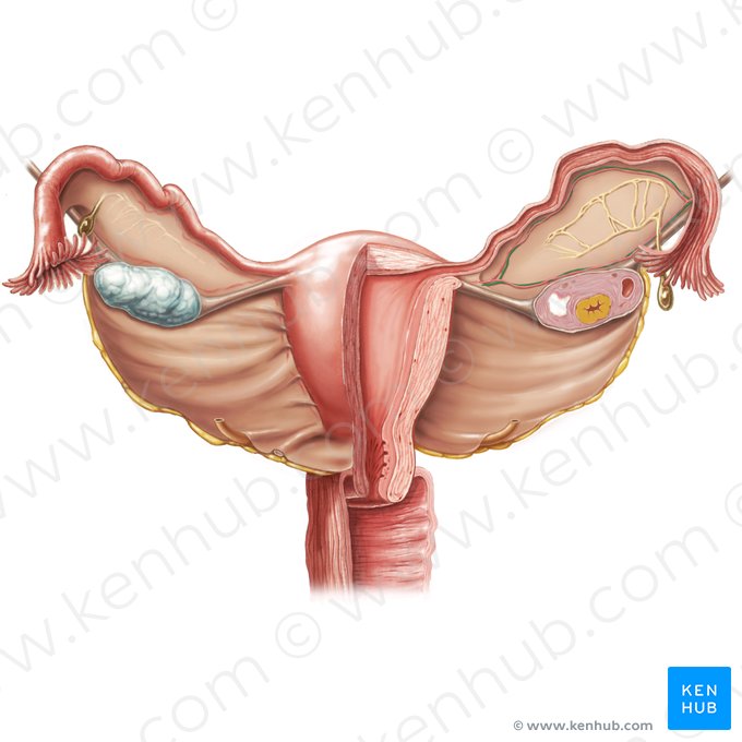 Vena ovarica (Eierstockvene); Bild: Samantha Zimmerman