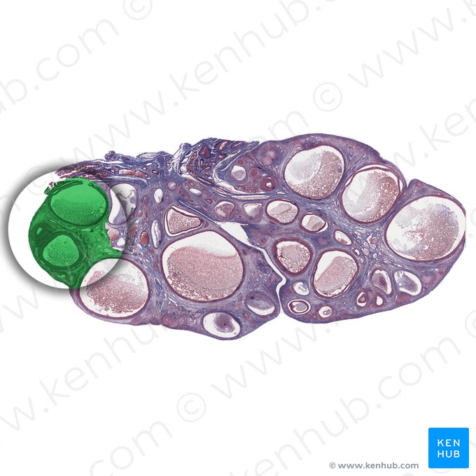 Corteza del ovario (Cortex ovarii); Imagen: 