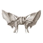 Sphenoid bone