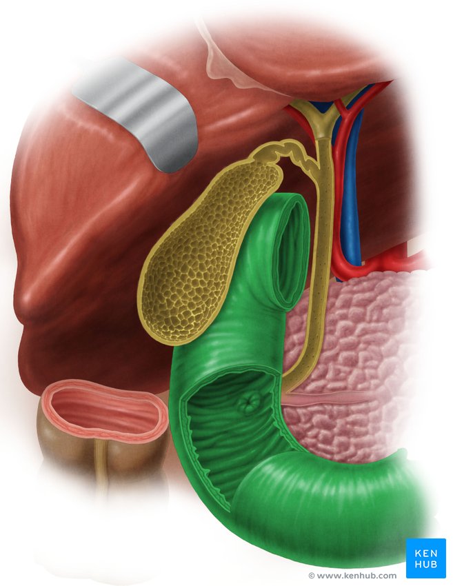 Duodenum - ventral view