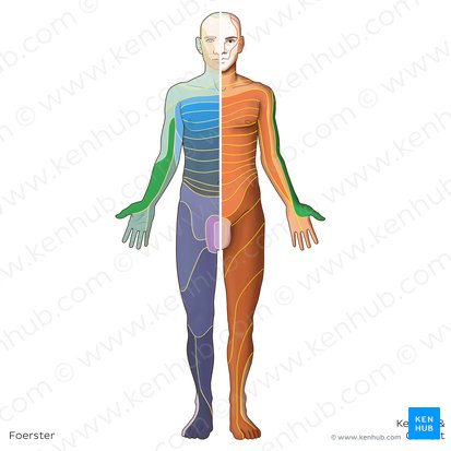 Dermatome C6 (Dermatoma C6); Image : Irina Münstermann
