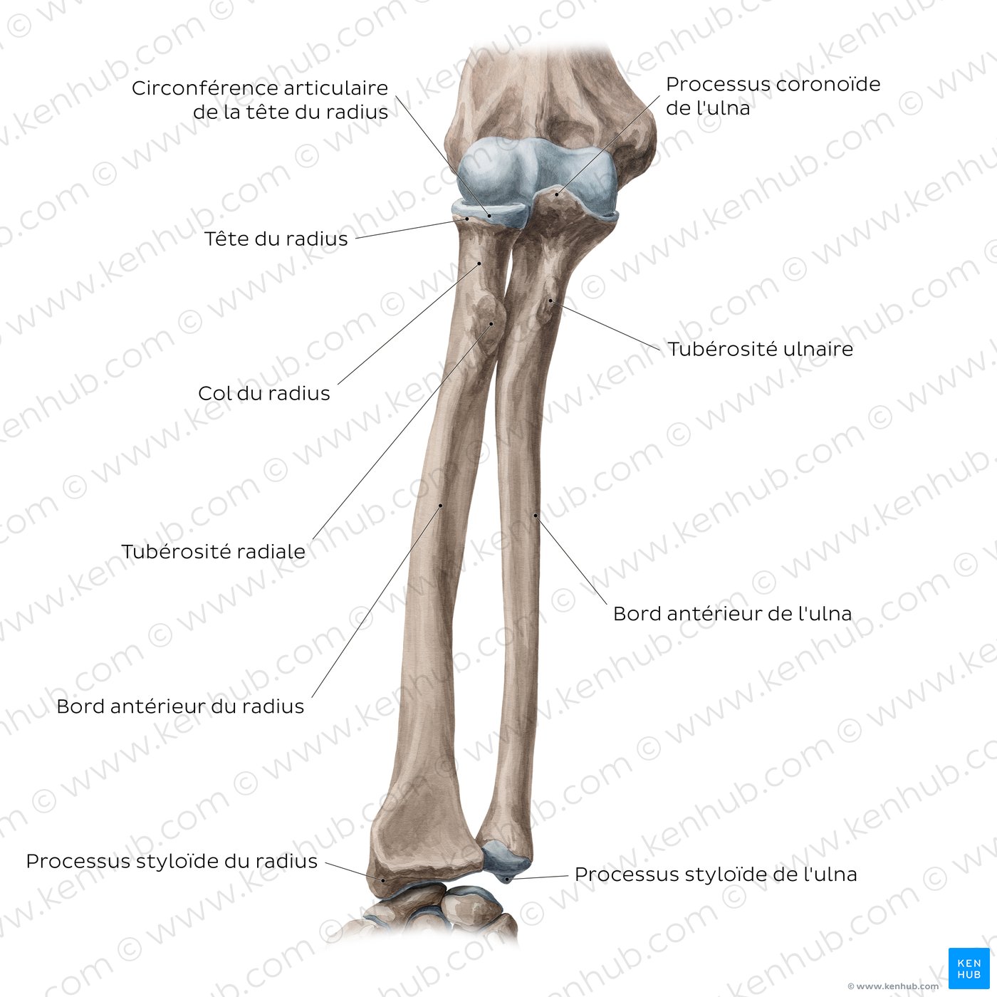 Radius et ulna : vue antérieure