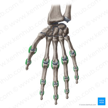 Ligamentos colaterais das articulações interfalângicas e metacarpofalângicas (Ligamenta collateralia articulationum interphalangearum et metacarpophalangearum); Imagem: Yousun Koh