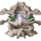 Atlantooccipital joint